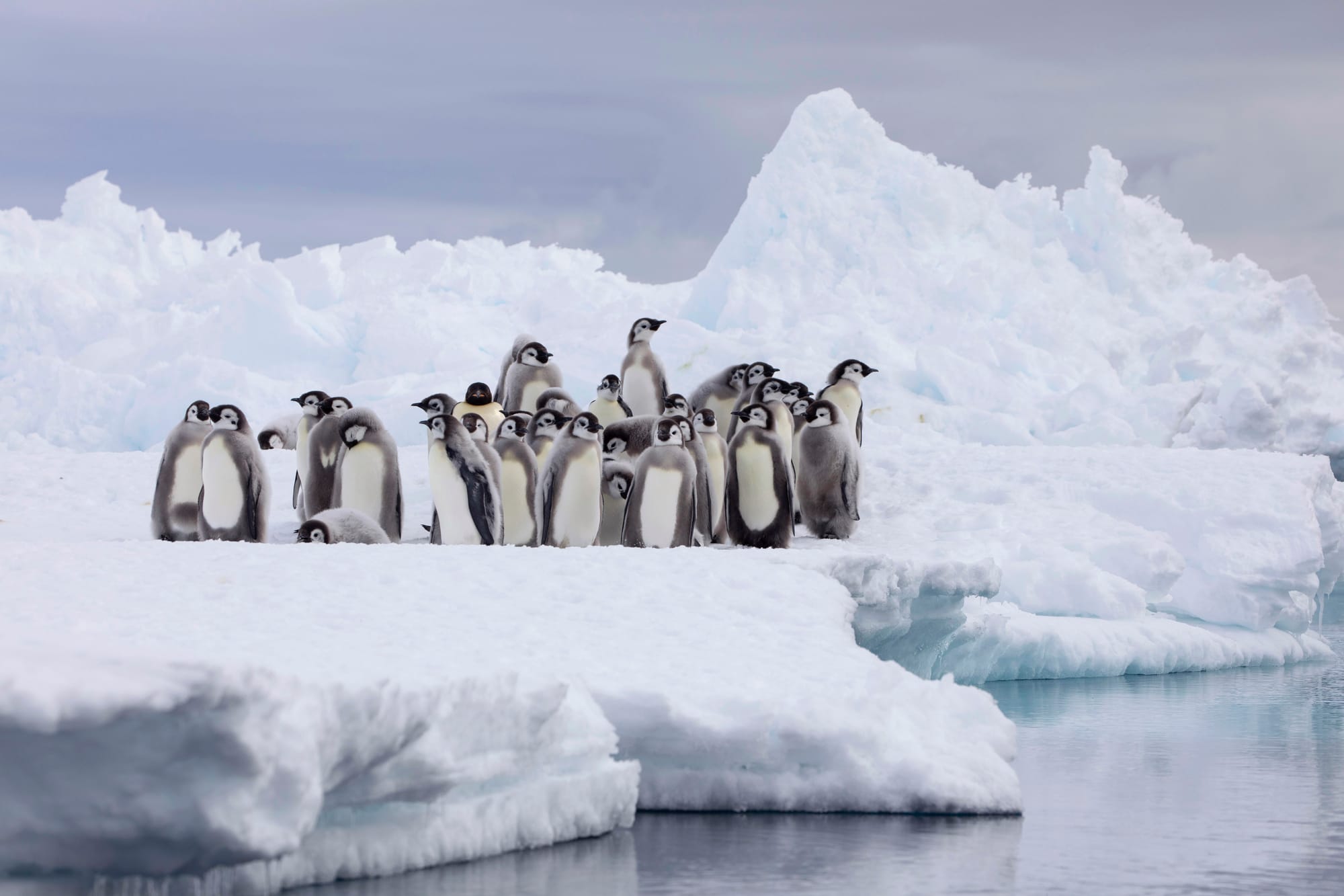 Atka Bay, Antarctica, in Frozen Planet II