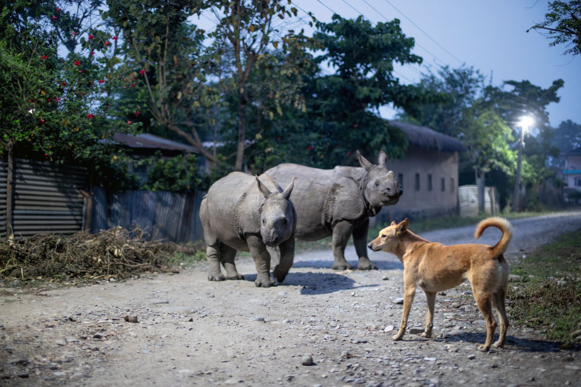 Two hippos versus a dog in 'Planet Earth III'
