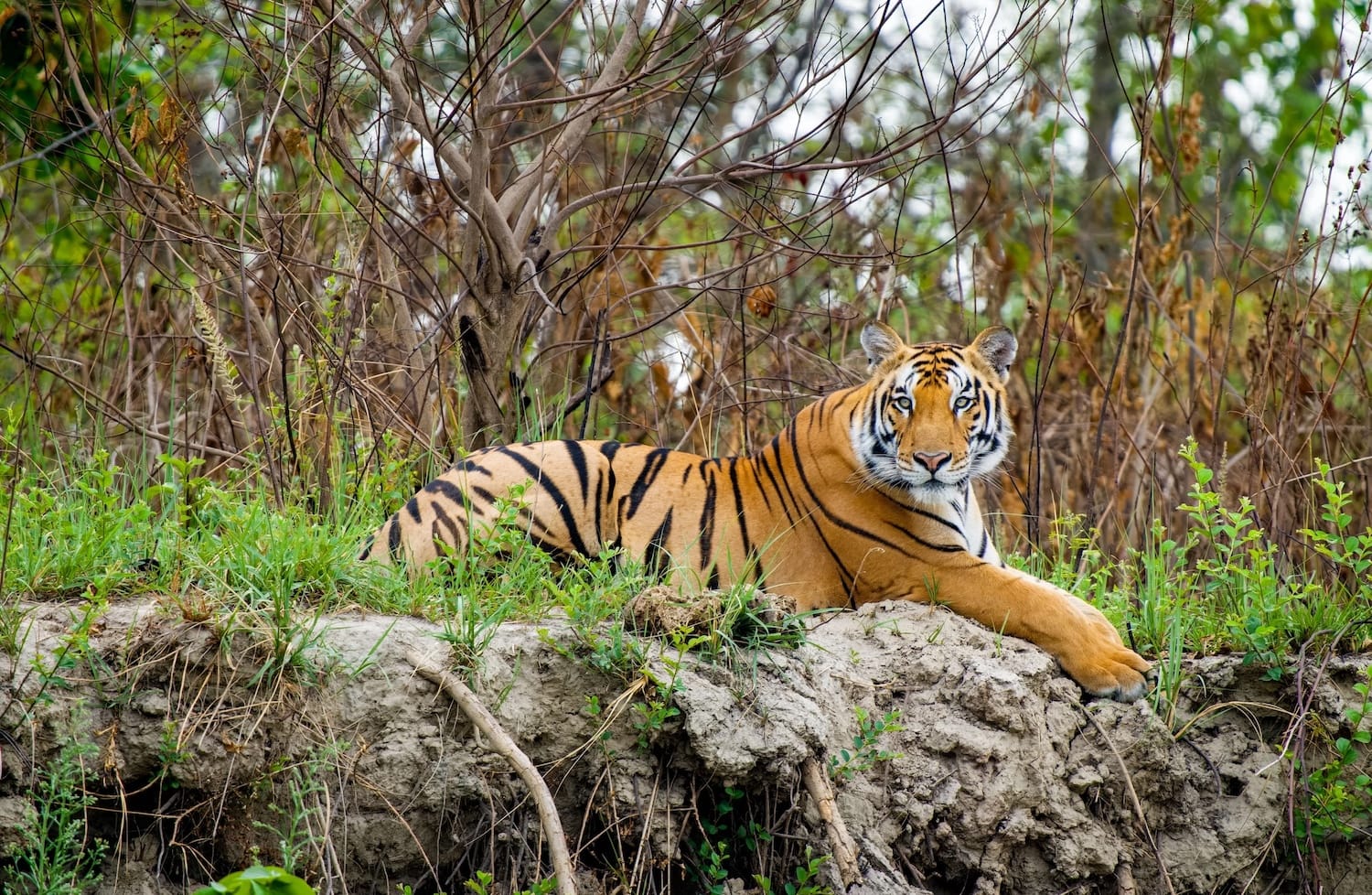 A Bengal tiger, Nepal.