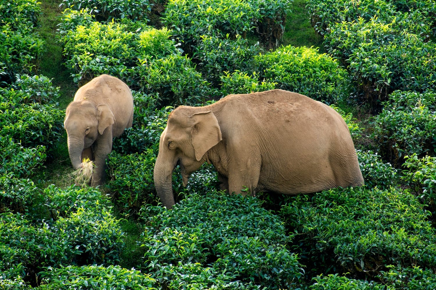 Elephants in a tea plantation.