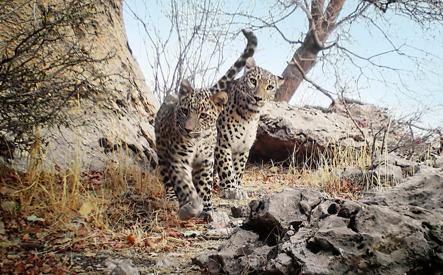 The first recorded pair of Persian leopards.