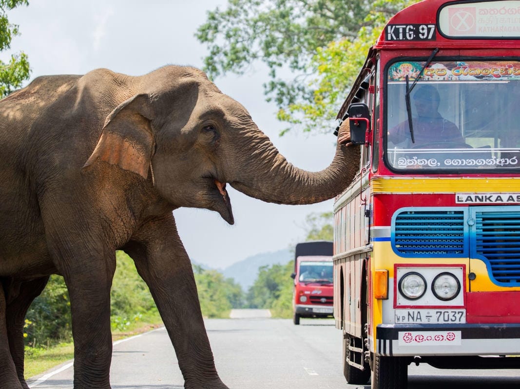 An elephant approaches a bus for treats.