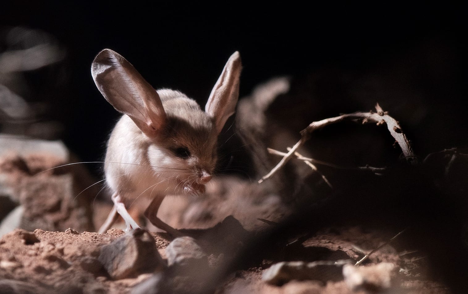 The tiny Long-Eared Jerboa, a fierce Gobi Desert hunter.