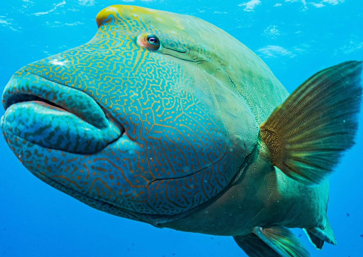 A Napoleon fish in the wild.