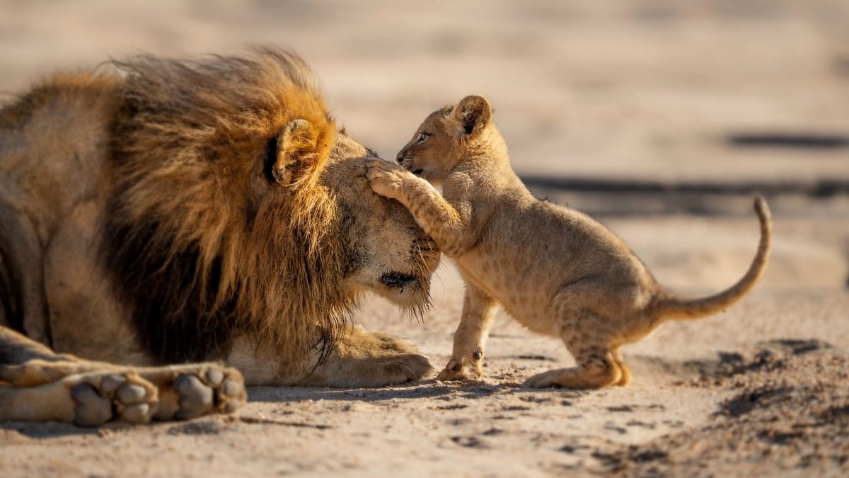 BBC Debuts the Trailer for David Attenborough's Latest Endeavor, 'Parenthood'