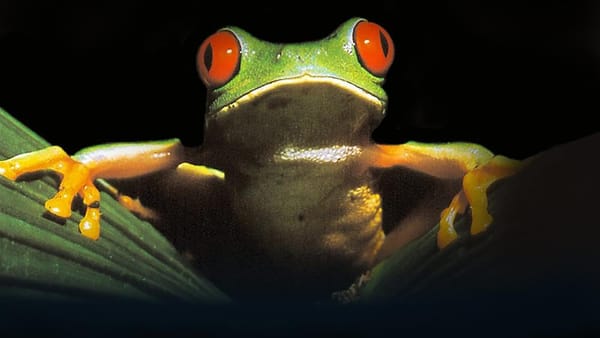 BBC Readies More Attenborough with 'Life on Earth at 50'